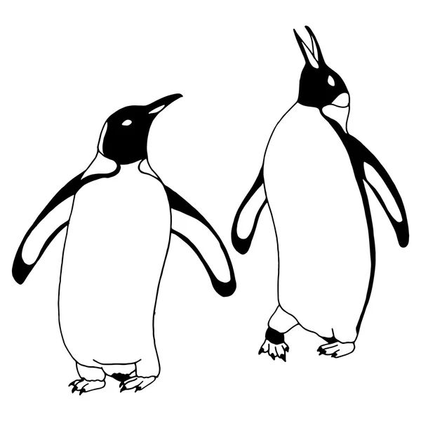 Pinguinpaar — Stockvektor