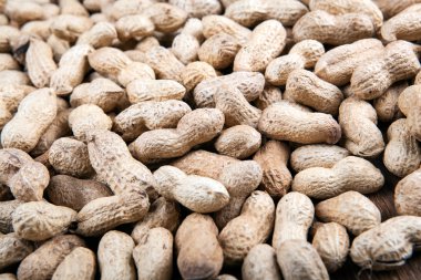 büyük fıstık kabuğu taneleri