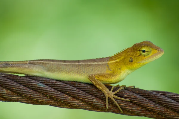 スリングのトカゲ — Stockfoto