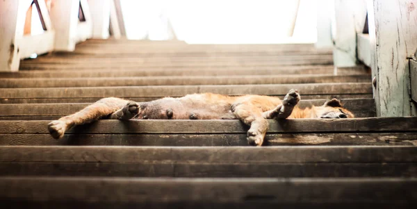 Um cão dormir na velha escada — Fotografia de Stock