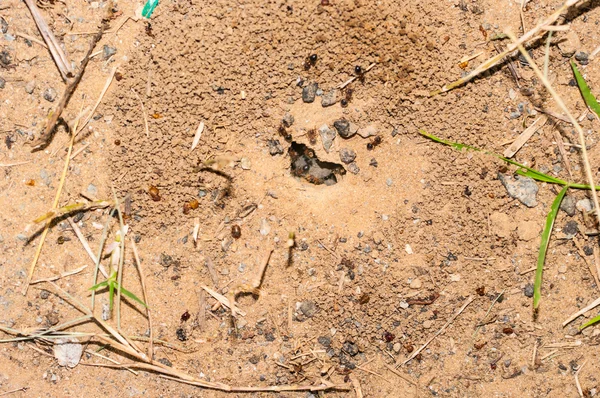 Werknemers uit het geheugen verwijderen voedsel in het nest, mier nes — Stockfoto