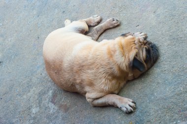 köpek doğurmak pug çimento yerde yatarken.