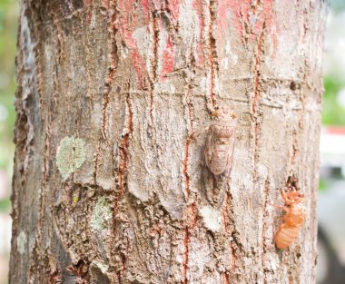 Ağustosböceği cilt olarak değiştirildi, Molting cicad