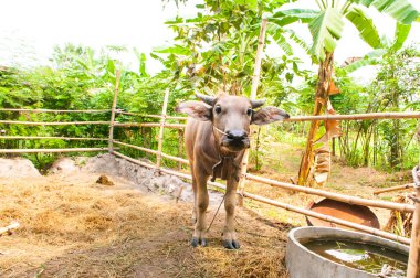 buffalo gelmiyor bir durak