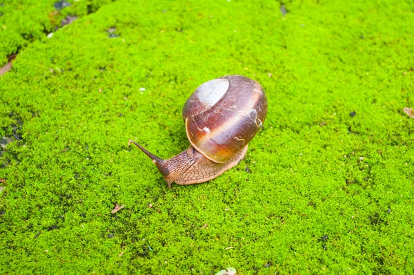 Caracol castanho no musgo verde . — Fotografia de Stock