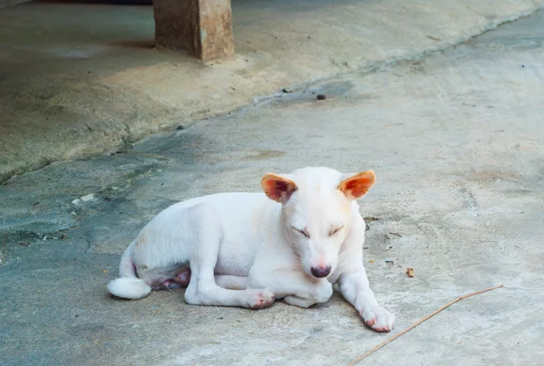 Белая тайская собака двухлетней давности кивает в паркине — стоковое фото