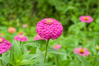 Zinnia çiçeği açıyor.