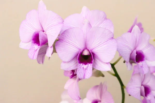 gri zemin üzerine mor orkide