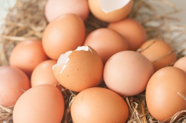 kırık yumurta grubu