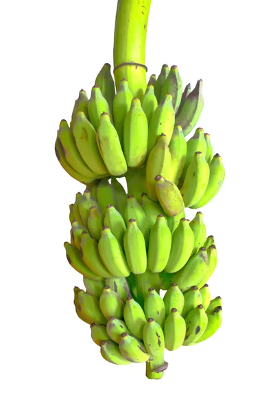 Bunch of bananas  in white background — Stock Photo, Image