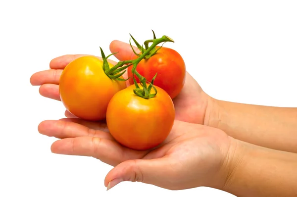 Tomate na mão com fundo branco — Fotografia de Stock