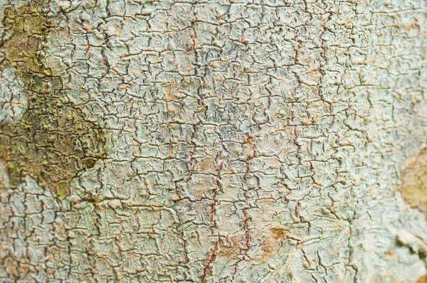 Madeira prancha marrom textura fundo — Fotografia de Stock