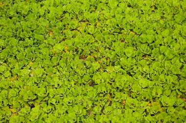 Arka planını Pistia stratiotes, su planı