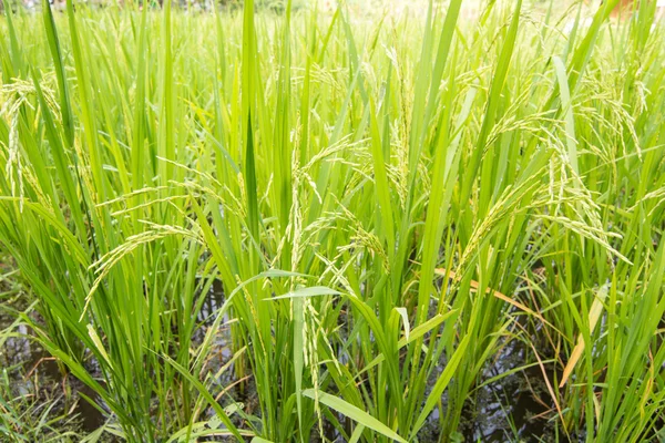 Campo di riso — Foto Stock