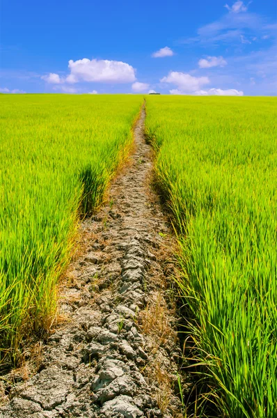 hendek alanında, yaz