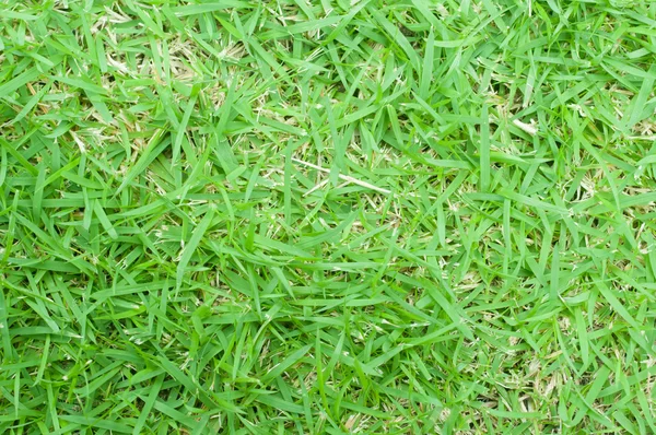 Real green grass texture, närbild — Stockfoto