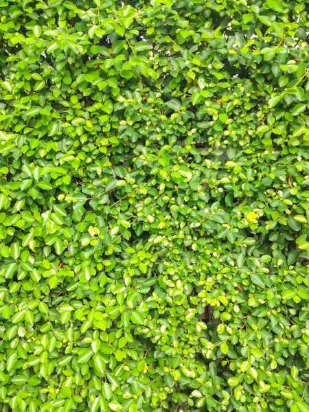 Green leaves wall background — Stock Photo, Image