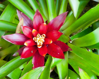 Red Bromeliad clipart