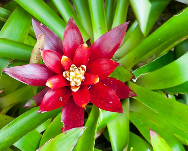 Kırmızı bromeliad — Stok fotoğraf