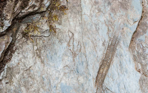 Ondulations fossilisées dans une roche tombée d'une falaise — Photo