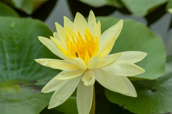Gul lotusblomma i sjön — Stockfoto
