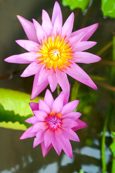 Två vackra lotus bakgrund — Stockfoto