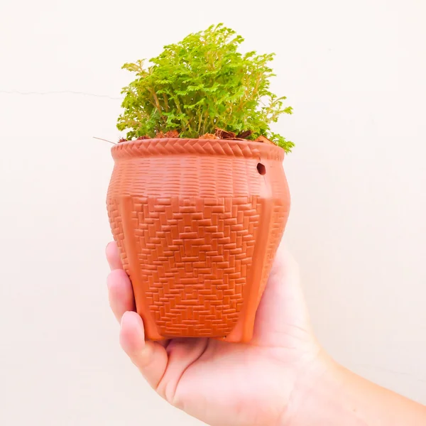 Mão segurando uma árvore em vaso de flores — Fotografia de Stock