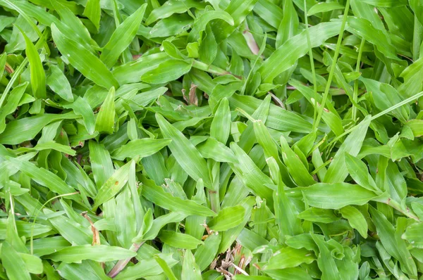 Tropiska mattan gräs på nära håll — Stockfoto