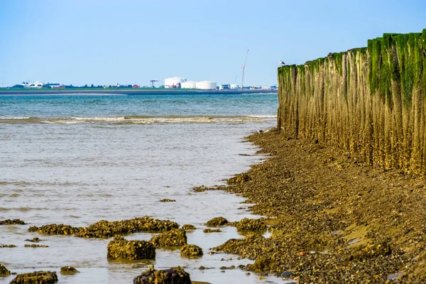 Okyanus Ahşap Kutuplar Arka Planda Vlissingen Sanayi Bölgesi Breskens Plajı — Stok fotoğraf