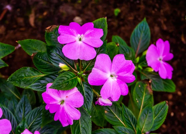 Красивые Красочные Розовые Занятые Цветы Лиззи Крупным Планом Популярные Экзотические — стоковое фото