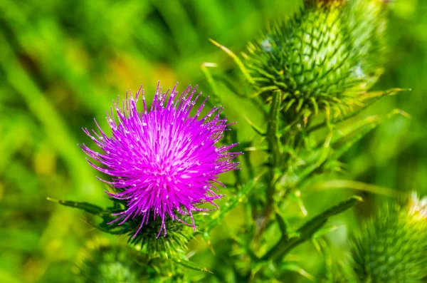 Kaunis Makro Lähikuva Violetti Suo Ohdake Yhteinen Luonnonvaraisten Kasvilajien Euraasiasta — kuvapankkivalokuva