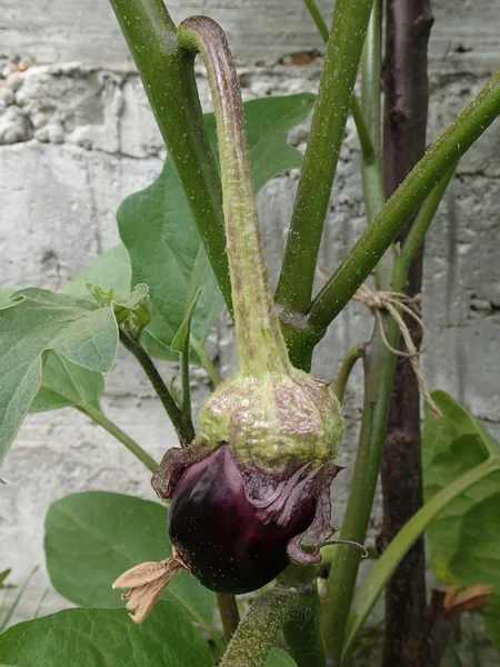 En liten aubergine frukt — Stockfoto