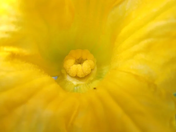 Dentro de una flor Imágenes de stock libres de derechos