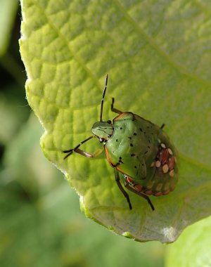 Yeşil Böcek larvası