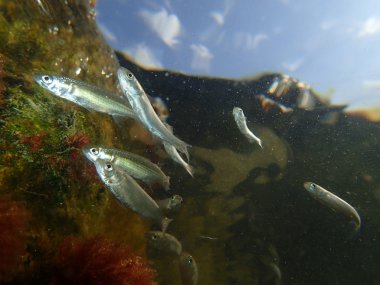 Balık ve gökyüzü