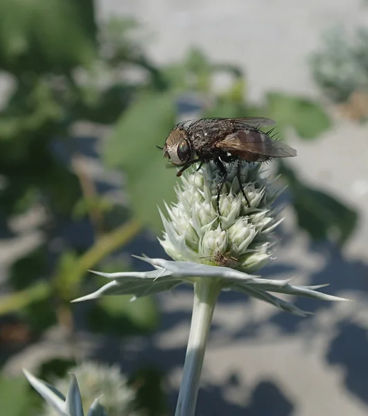 Flor de tierra seca — Foto de Stock