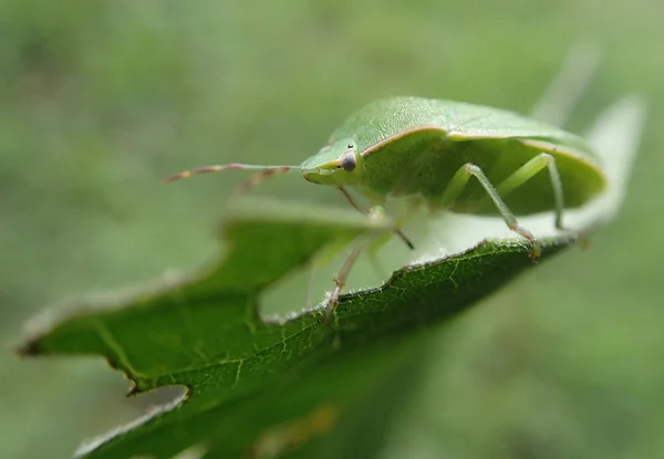 Insetto verde su una foglia — Foto Stock