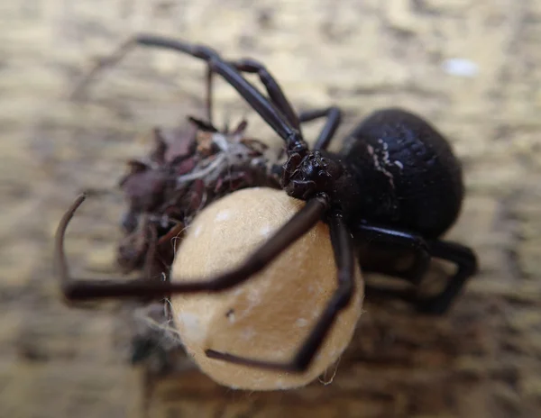 Μαύρη αράχνη με αυγά — Φωτογραφία Αρχείου