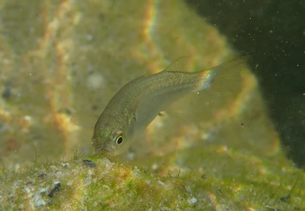 Fische fressen Algen — Stockfoto