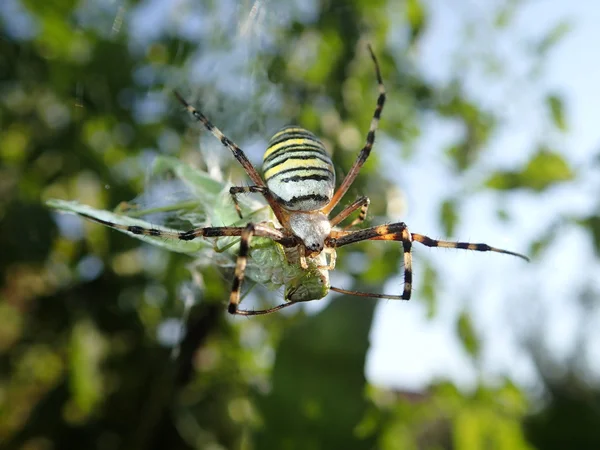 Spider manger une sauterelle — Photo