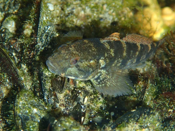 Kamouflerad havsfisk — Stockfoto