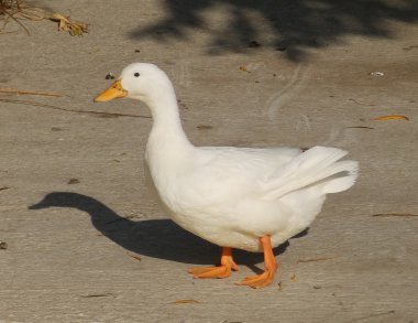 Beyaz ördek