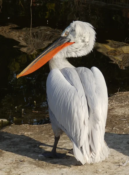 Red beak curly pelican — Stock Photo, Image