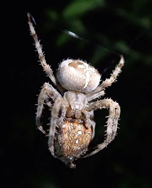 Zahradní pavouk kanibalismus — Stock fotografie