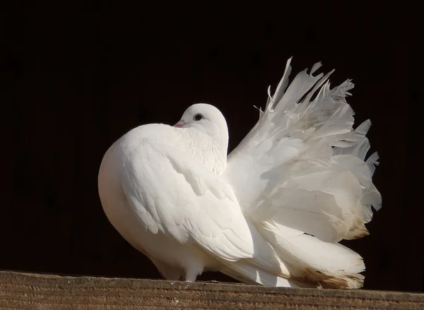 Weiße Taube — Stockfoto