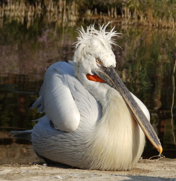 Curly pelican — Stock Photo, Image