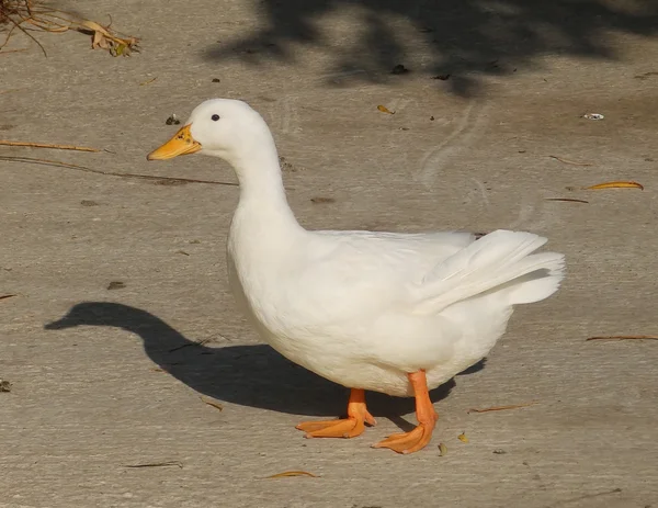 White duck — Stock Photo, Image