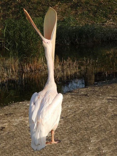 Tall pelican — Stock Photo, Image