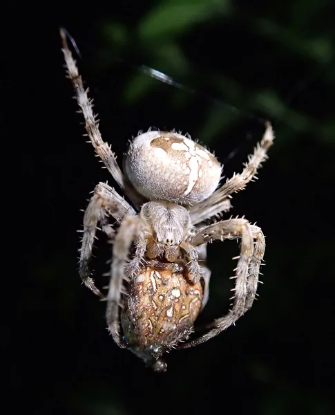 Gartenspinnen-Kannibalismus Stockfoto