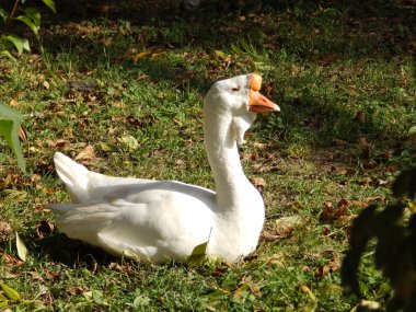 Beyaz kaz çimenlerin üzerinde